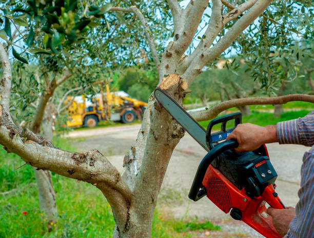 Best Tree Cutting Near Me  in Crystal City, MO